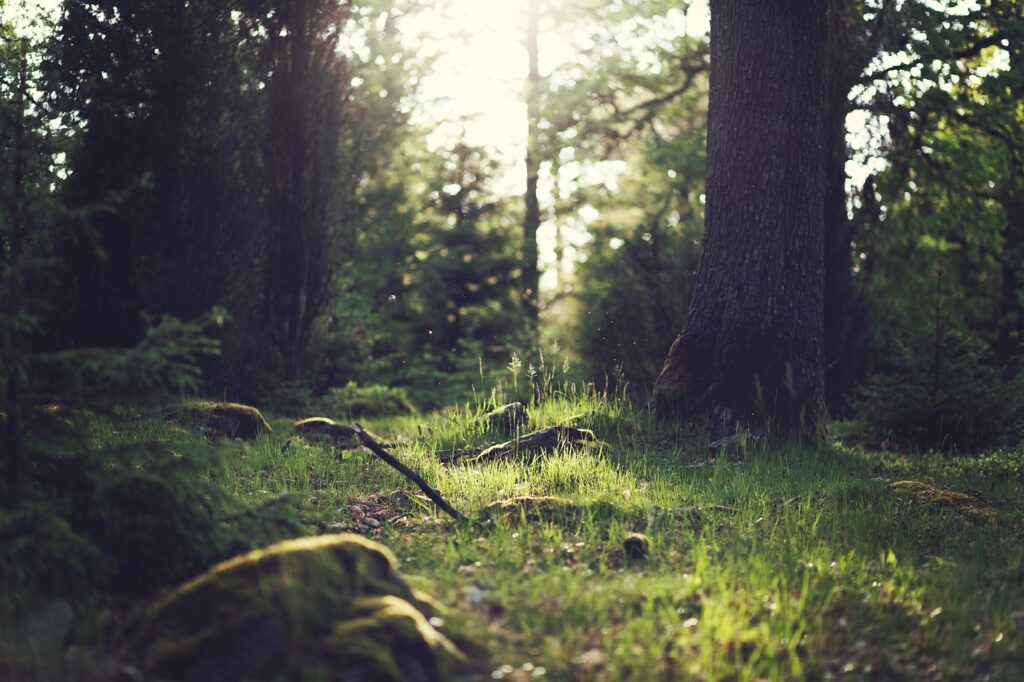 forest, trees, light, dust, clearing, glade, nature, sunlight, scene, environment, grass, woods, outdoors, sunshine, branches, bushes, nature wallpaper, forest, forest, forest, forest, forest, scene, environment, environment, sunshine